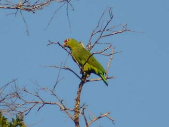Red-Lored Amazon