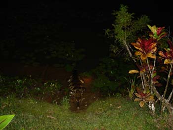 Caiman at Night