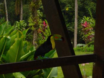 Keel-Billed Toucan