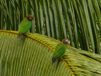 Brown-hooded Parrots