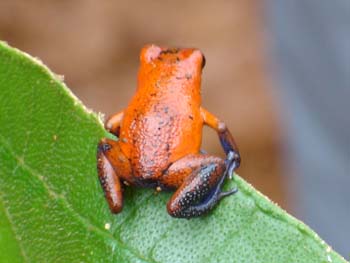 Red Frog