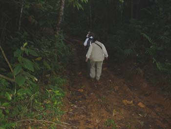 Into the Jungle