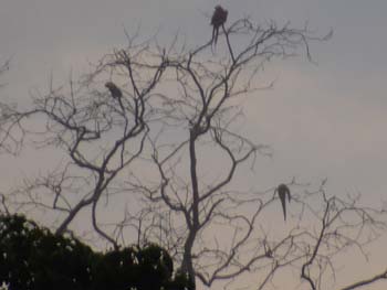 Non-Existent Macaws