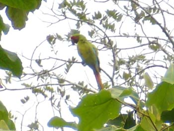 Great Green Macaw