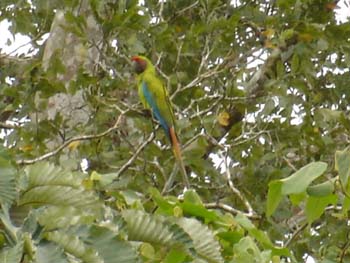 Great Green Macaw 2