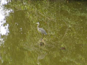 Blue Heron