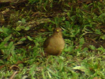 Clay-colored robin