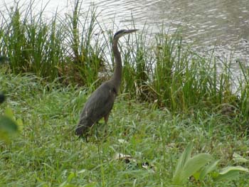 Blue Heron 2