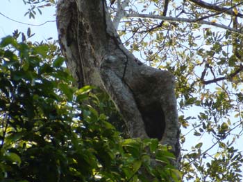 Nesting site of the Great Green Macaw