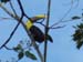 Chestnut Mandible Toucan