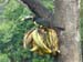 Collared Aracari