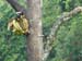 Aracari Pair
