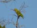 Red-Lored Amazon