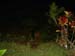 Caiman at Night