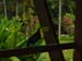 Keel-Billed Toucan
