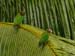 Brown-hooded Parrots