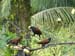 Montezuma Oropendola