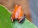 Red Frog