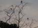 Non-Existent Macaws