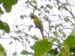 Great Green Macaw