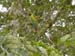 Great Green Macaw 2