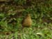 Clay-colored robin