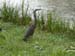 Blue Heron