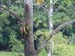 Brown-hooded Parrots