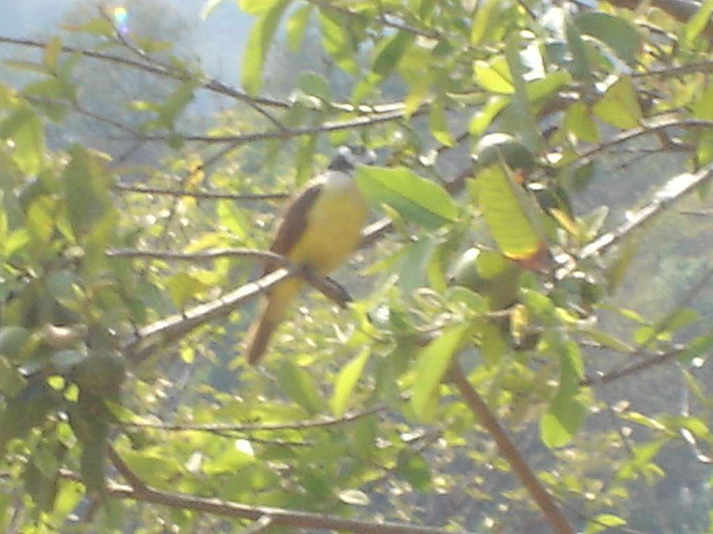 Kiskadee
