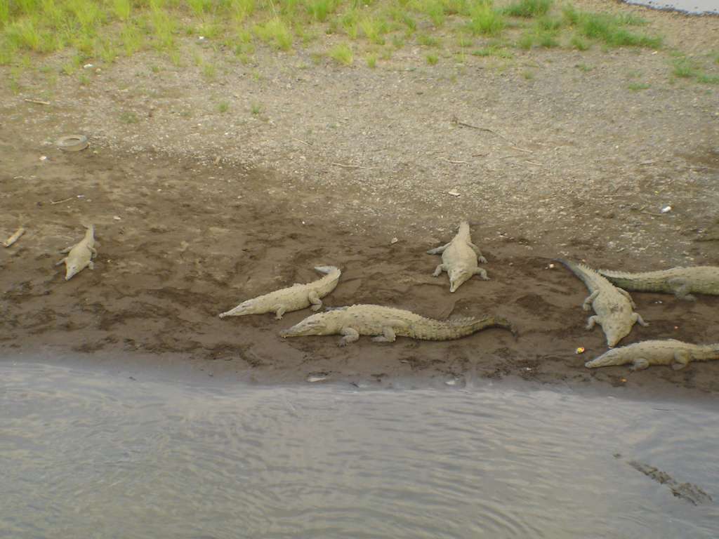 Crocodiles