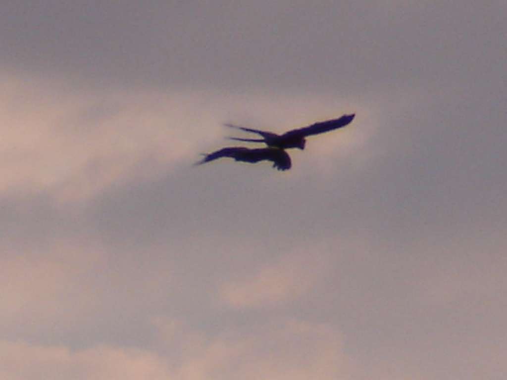 Scarlet Macaws