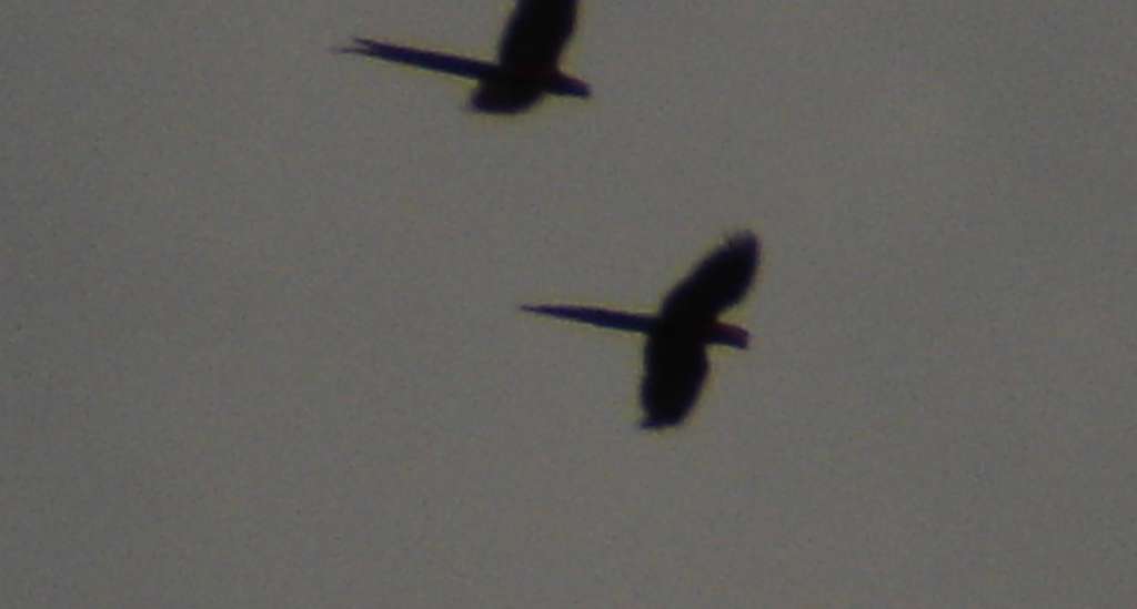 Scarlet Macaws 2