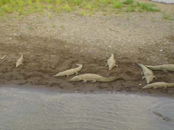 Crocodiles