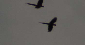 Scarlet Macaws 2