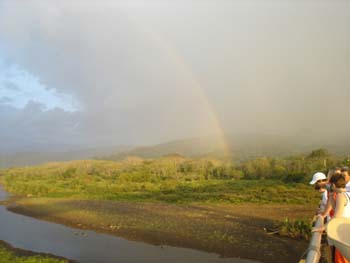Jungle Rainbow