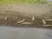 Crocodiles
