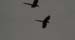 Scarlet Macaws 2