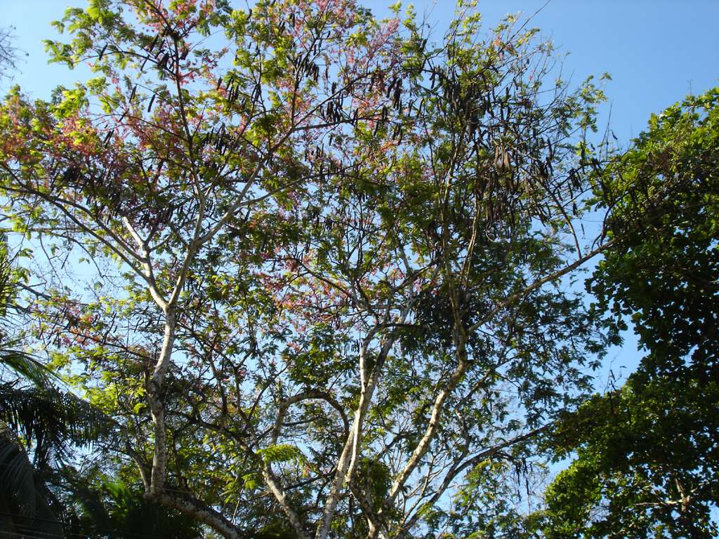 Parakeets