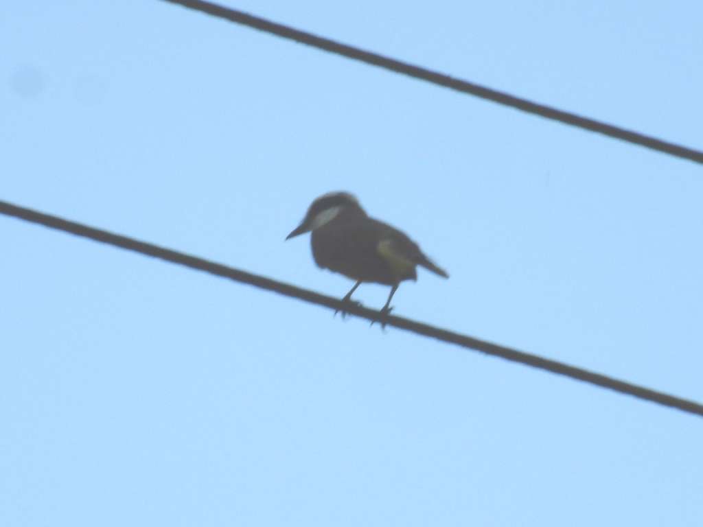 Golden-Bellied Flycatcher