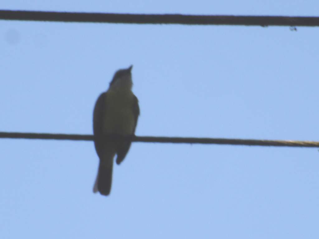 Kiskadee