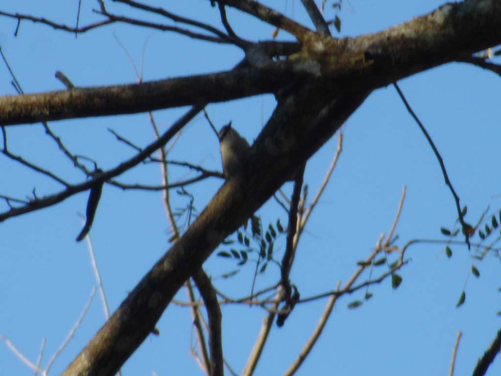 Social Flycatcher