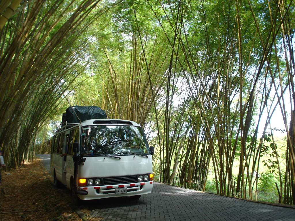 Bamboo Tunnel