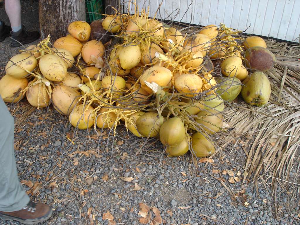Coconut Milk