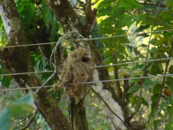 Bird's Nest