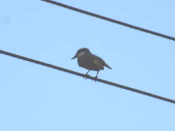 Golden-Bellied Flycatcher