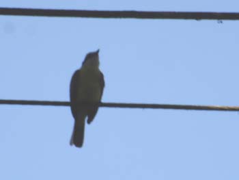 Kiskadee