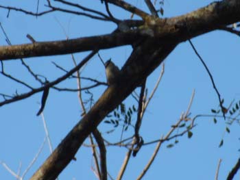 Social Flycatcher