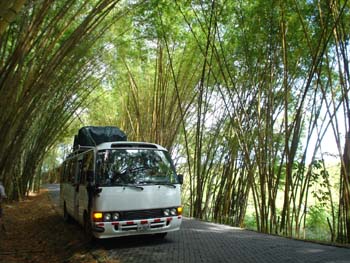 Bamboo Tunnel