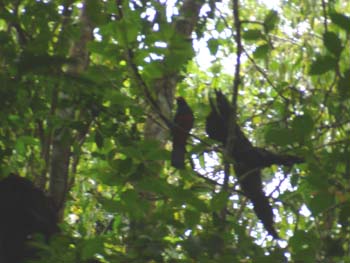 Slaty-Tailed Trogan