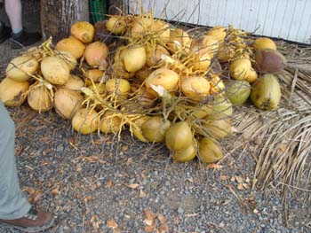Coconut Milk